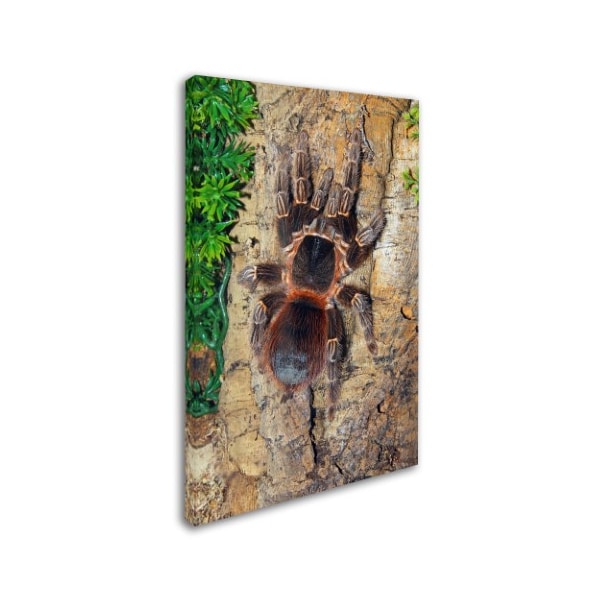 Robert Harding Picture Library 'Spider' Canvas Art,16x24